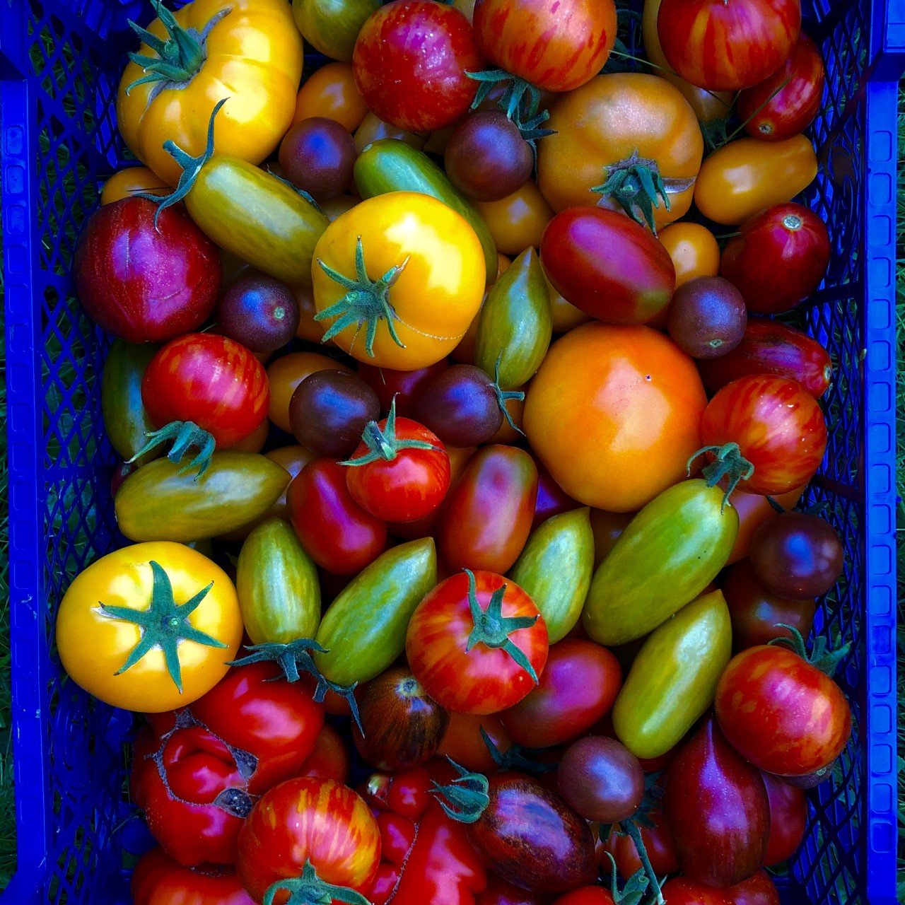 Smukke friskhøstet tomater